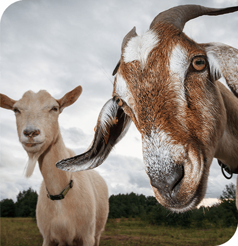 Goats 4 - Philadelphia Child and Family Therapy Training Center