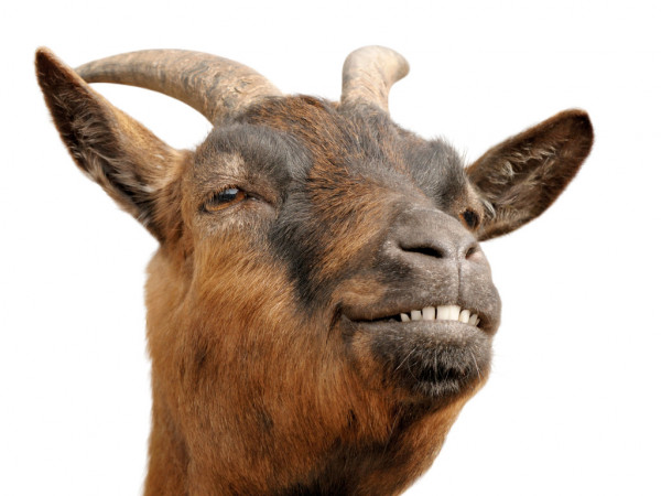 goat 5 - Philadelphia Child and Family Therapy Training Center